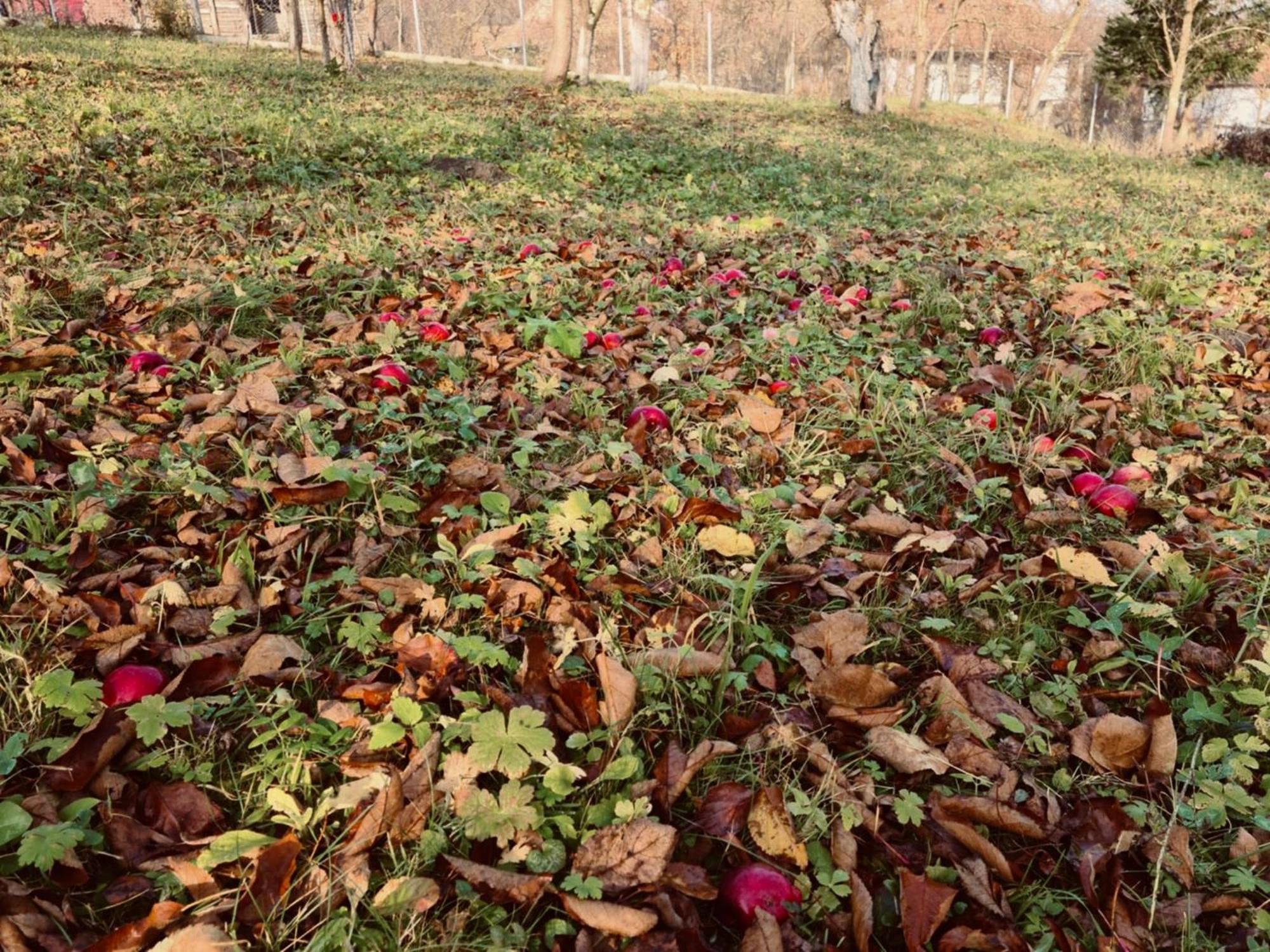 Вилла Rustic Dreams-Dobolii De Sus Экстерьер фото